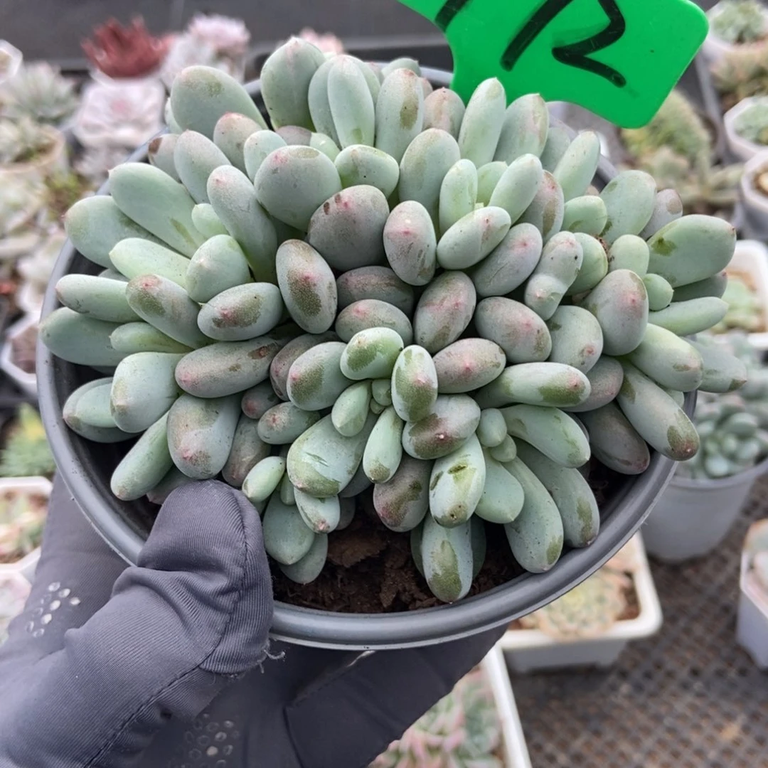 772香香雪多肉植物