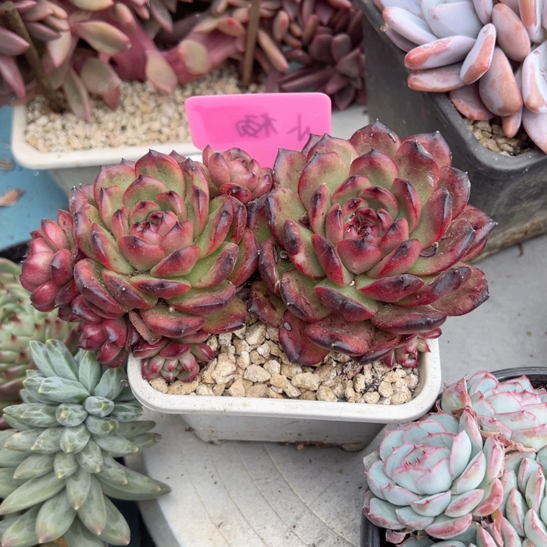 精品多肉植物老桩