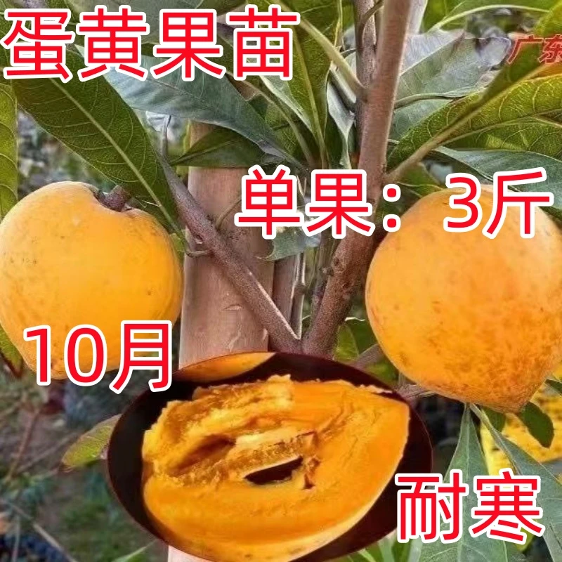 珍贵稀有嫁接台湾耀堂仙桃树苗巨无霸大果鸡蛋果苗蛋黄果树苗盆栽