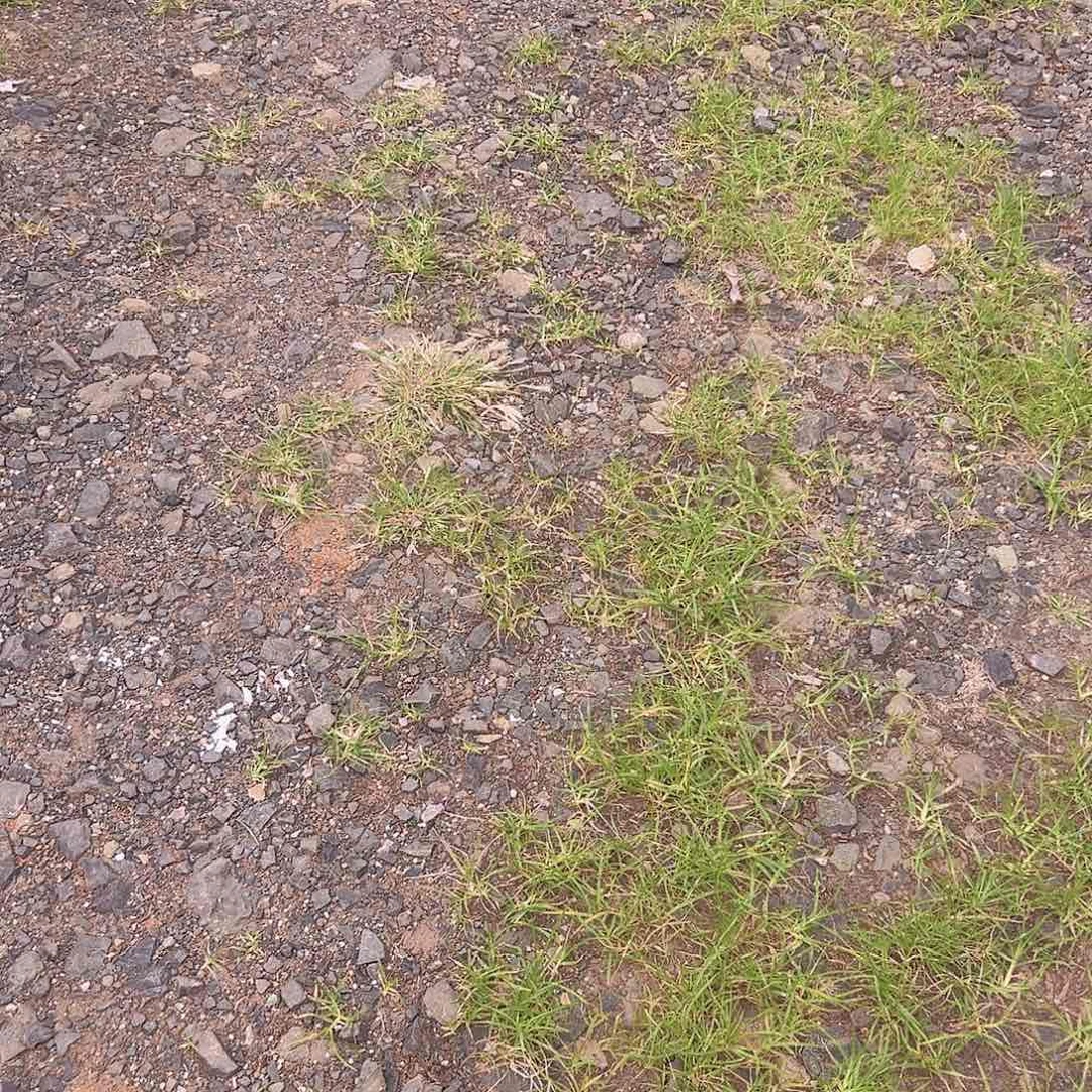 肉****白兰地自然群11111