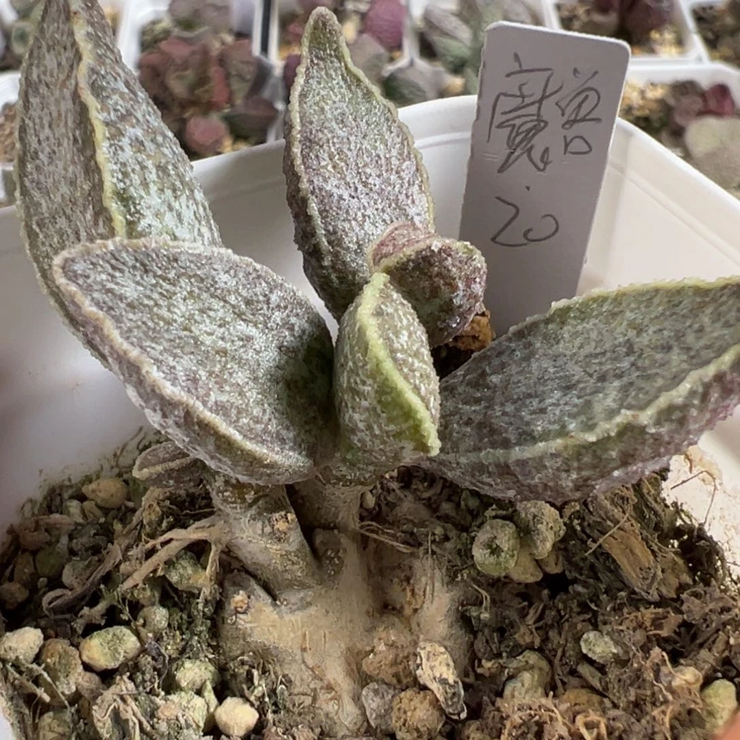 带桩魔兽多肉植物水泡
