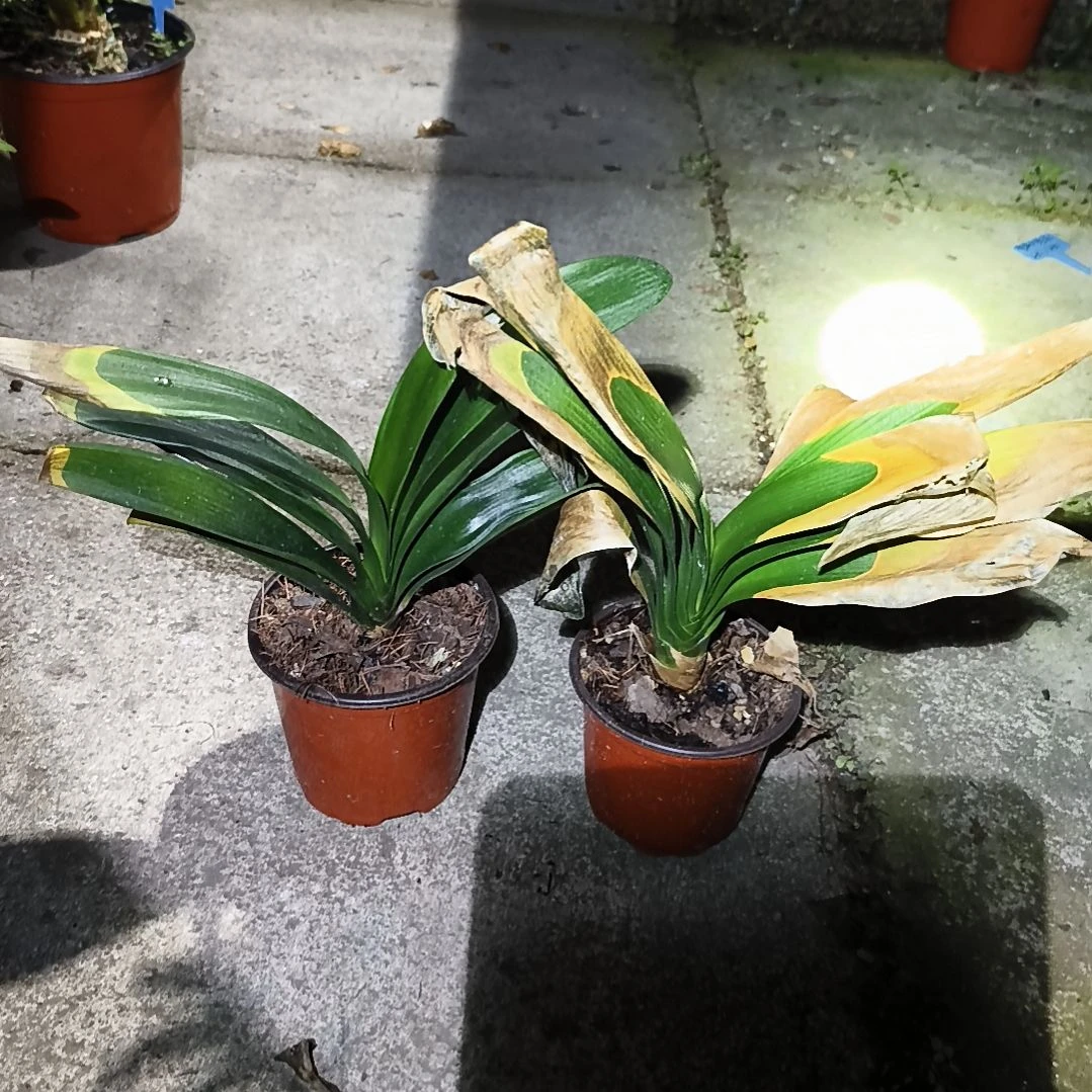 虎***妞当前无花栽培后可以开花盲盒大苗残叶特惠两棵无售后