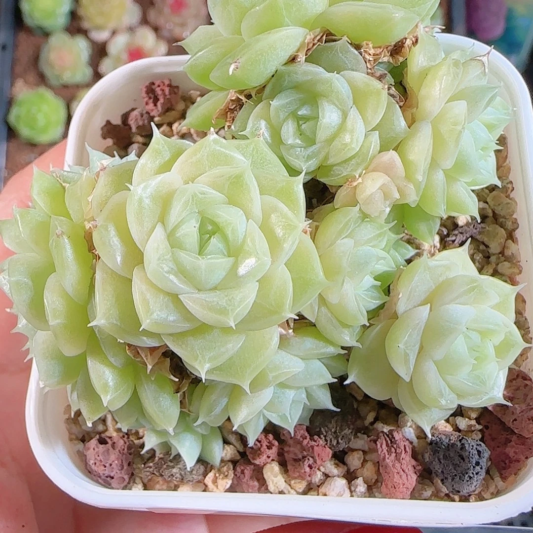 1106-48麦秆不包整