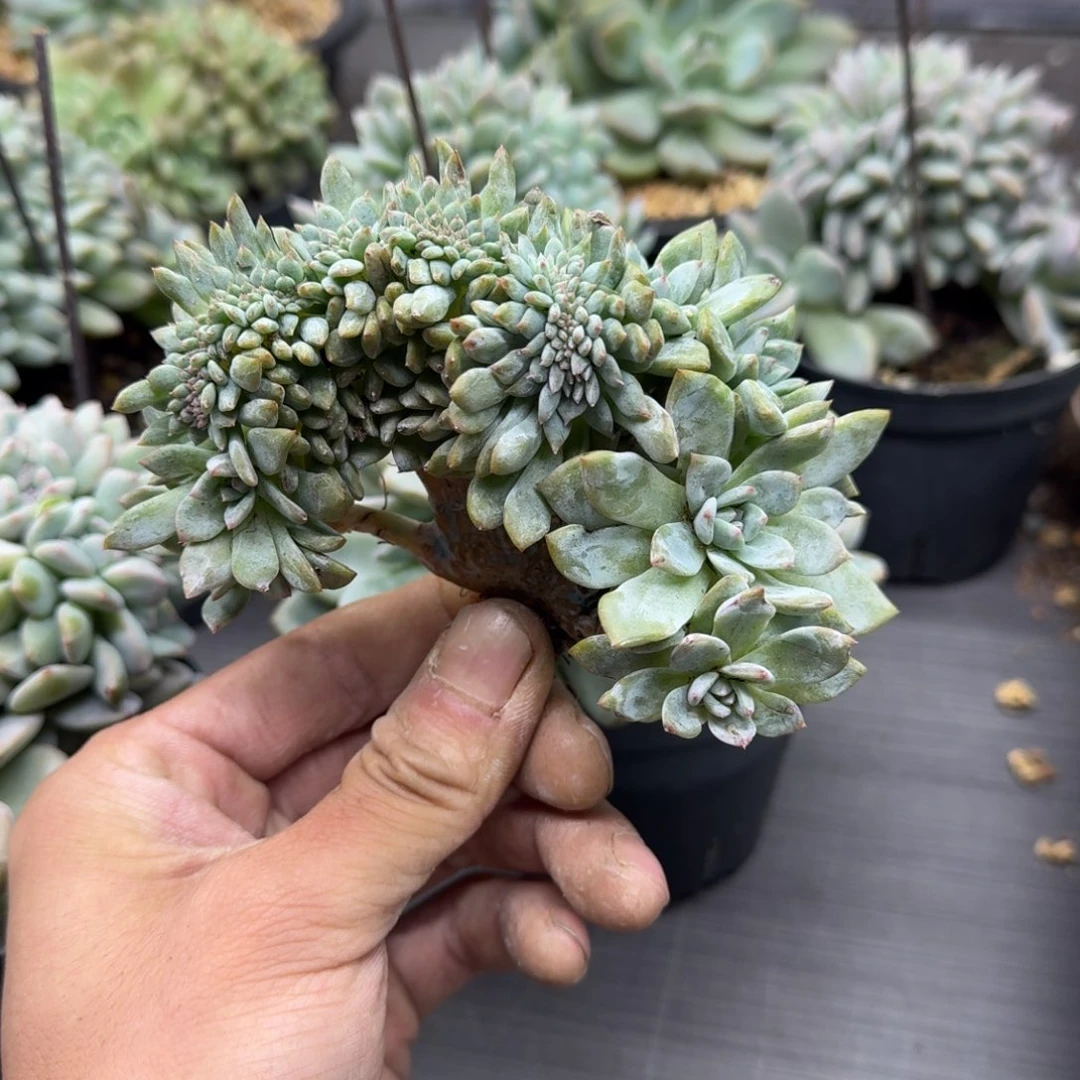 星影树缀无砍多肉