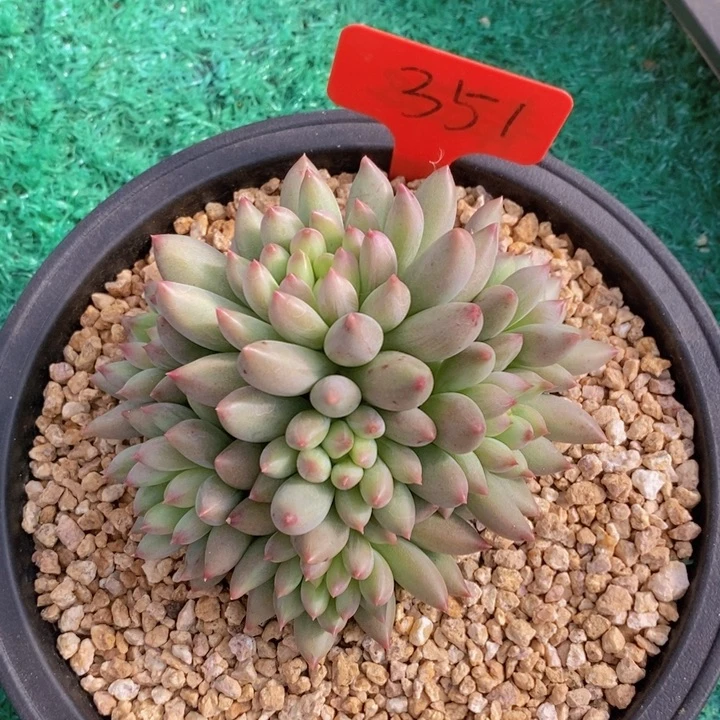 是不是又是被虐得