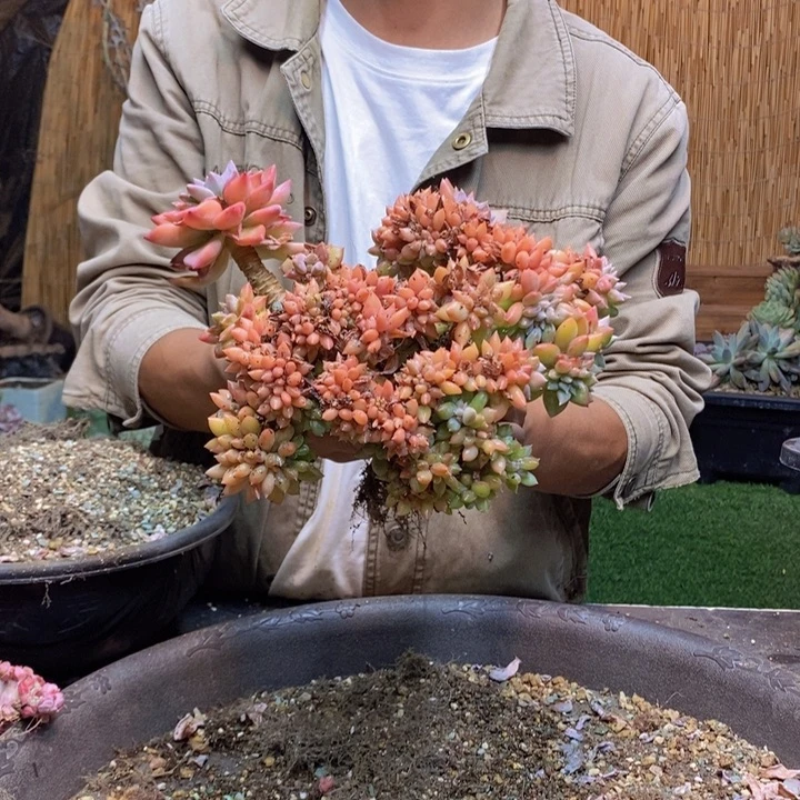随***心265号白眉多肉植物