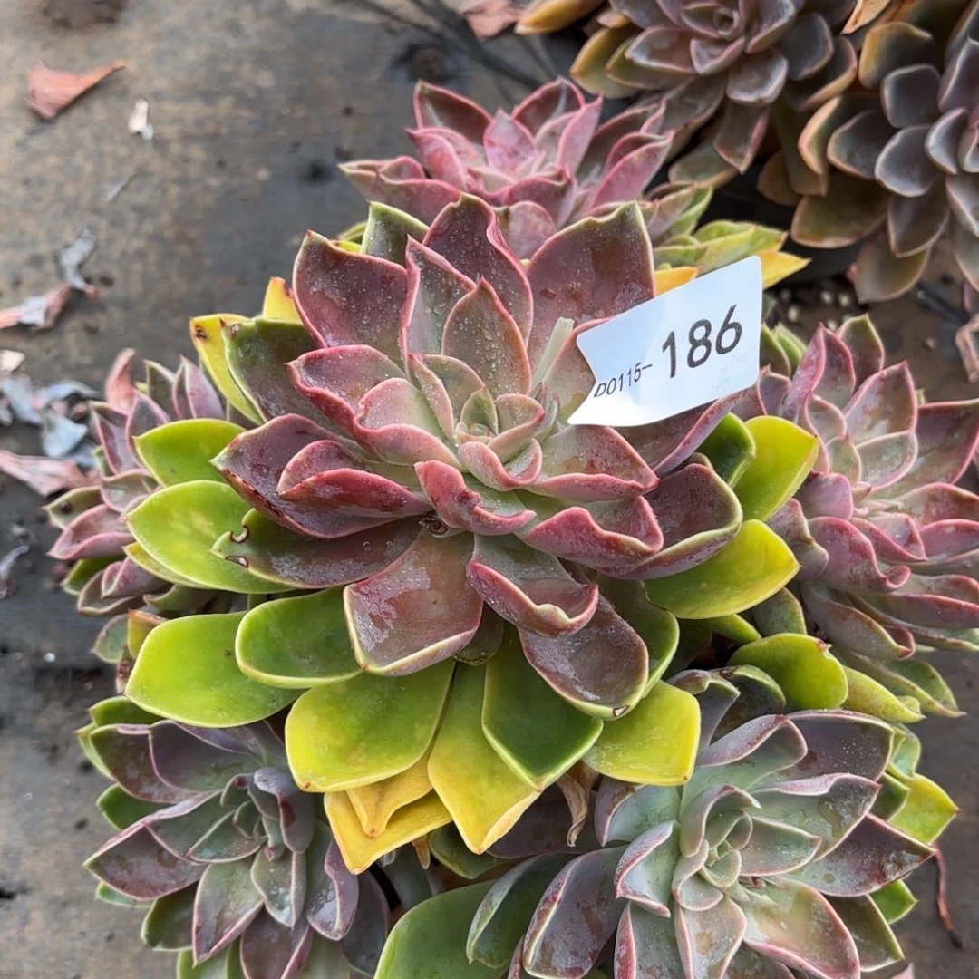 微*同温层多肉186紫气东来