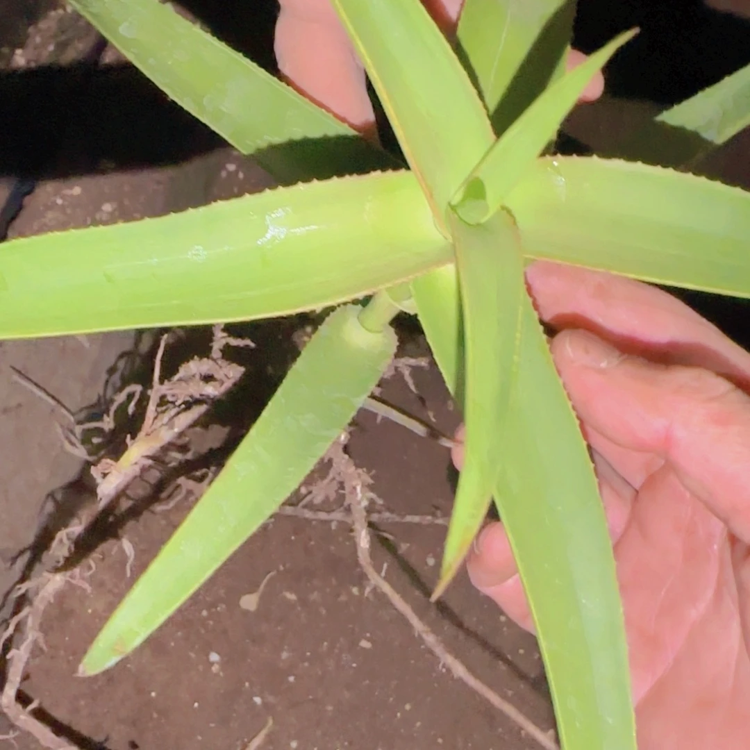 咖***糖块根植物块根植物