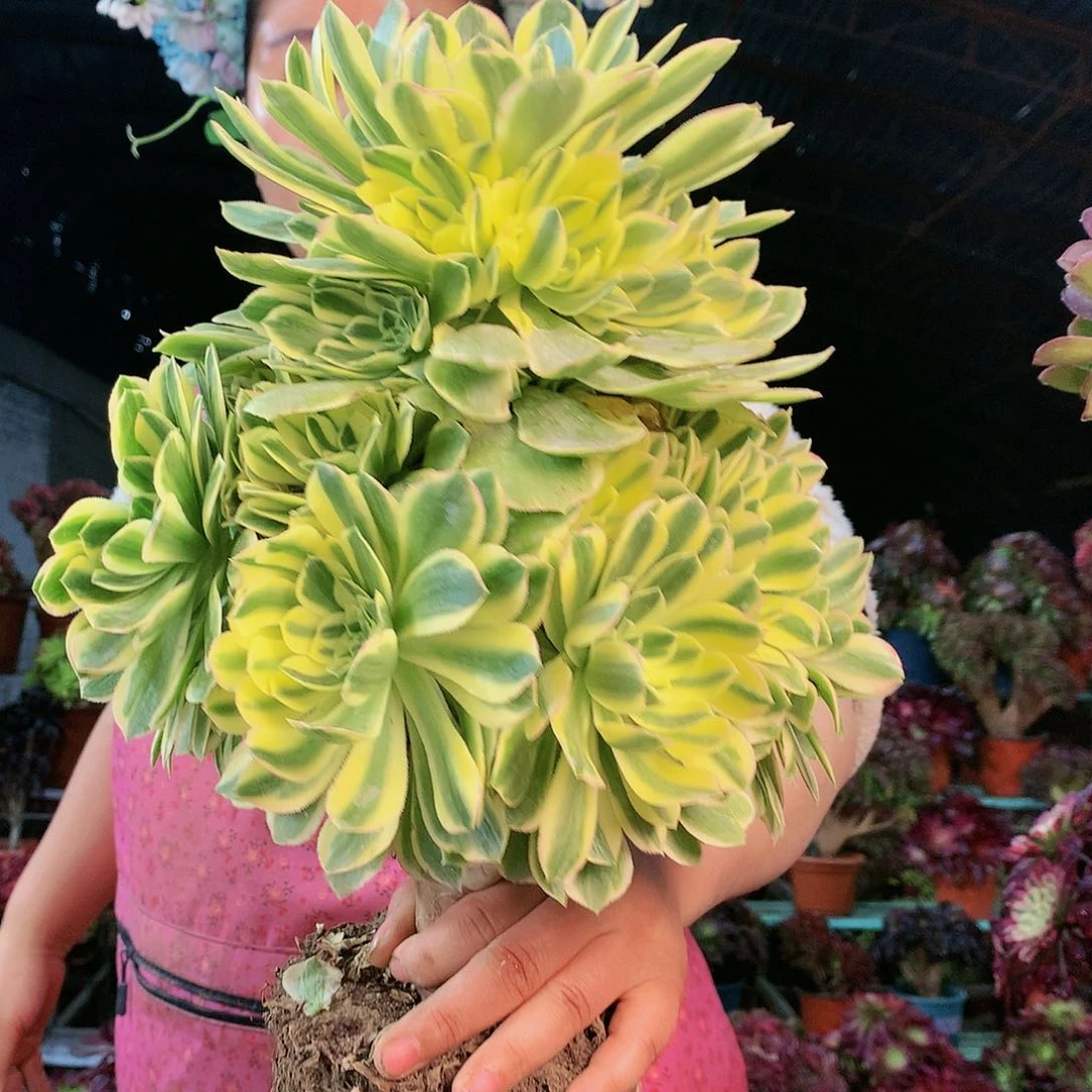 柒哥多肉法师不包侧断枝艳柠