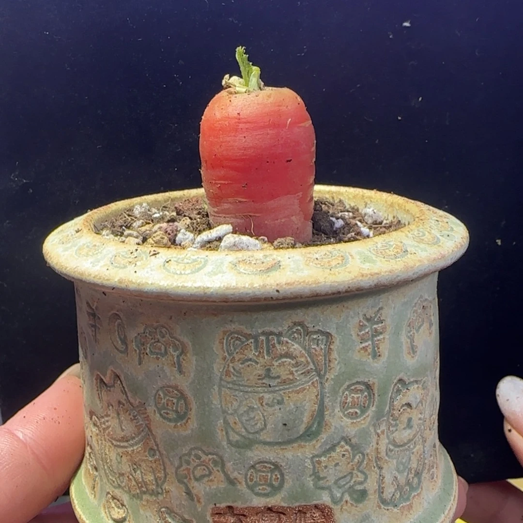 dy1395野生胡萝卜带盆可食用可种植