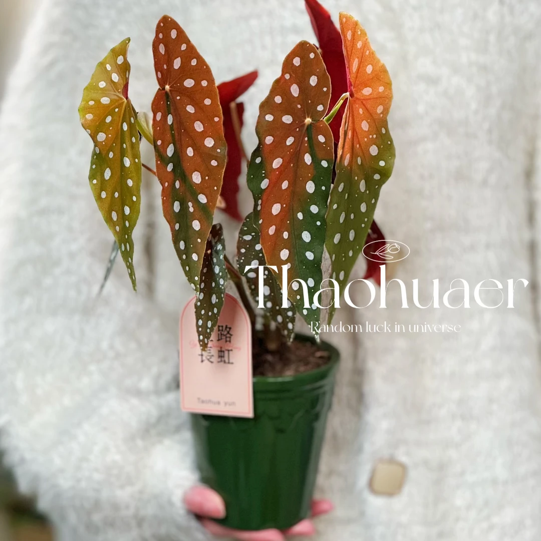 鳟鱼秋海棠热带植物鲜花绿植花盆室内客厅花园