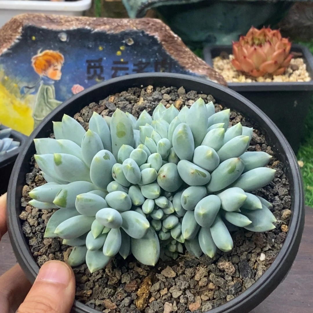 黄胖体哥特自然群可寄养