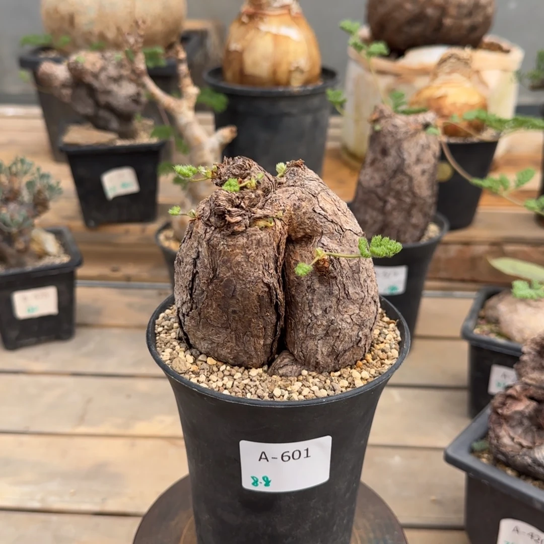 601枯木洋葵块根植物