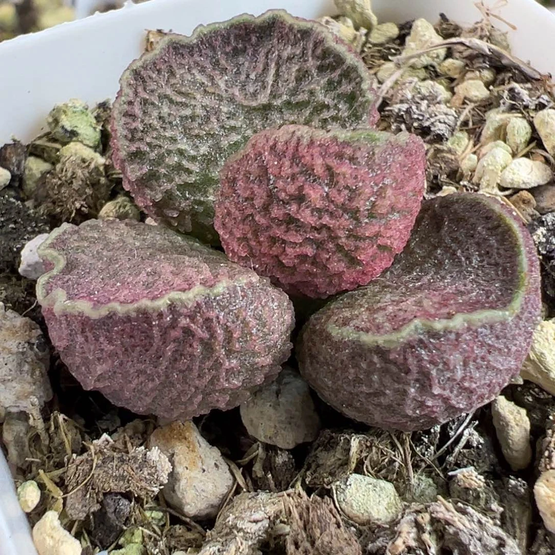 实生新品多肉植物水泡多肉植物