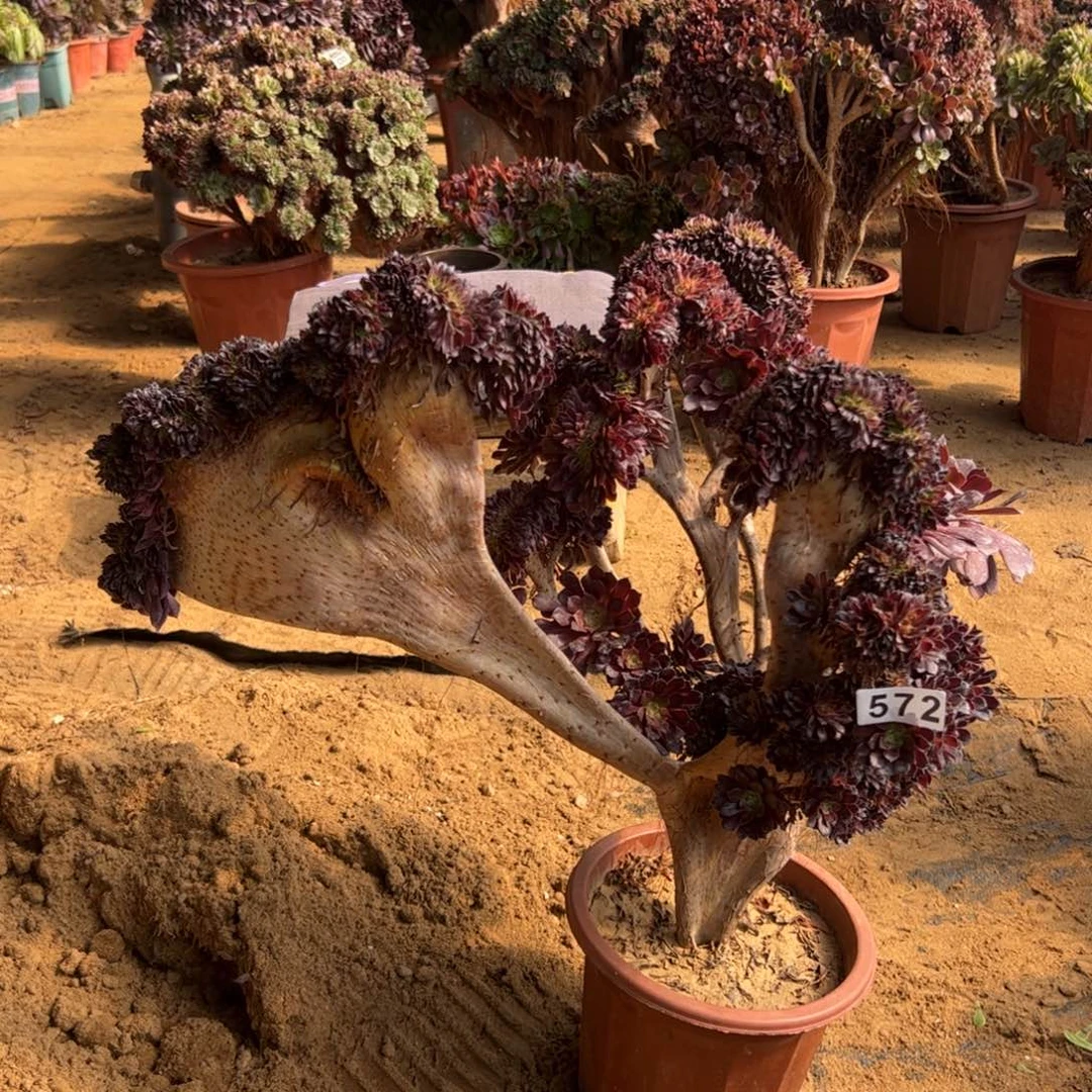 铜壶朵缀有伤572官府50