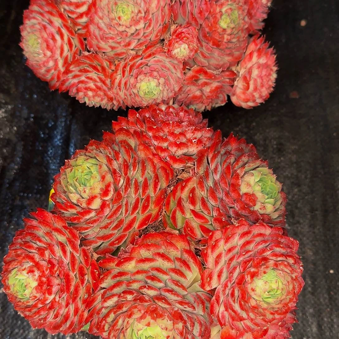 劳*点他哈怕他爸爸吧