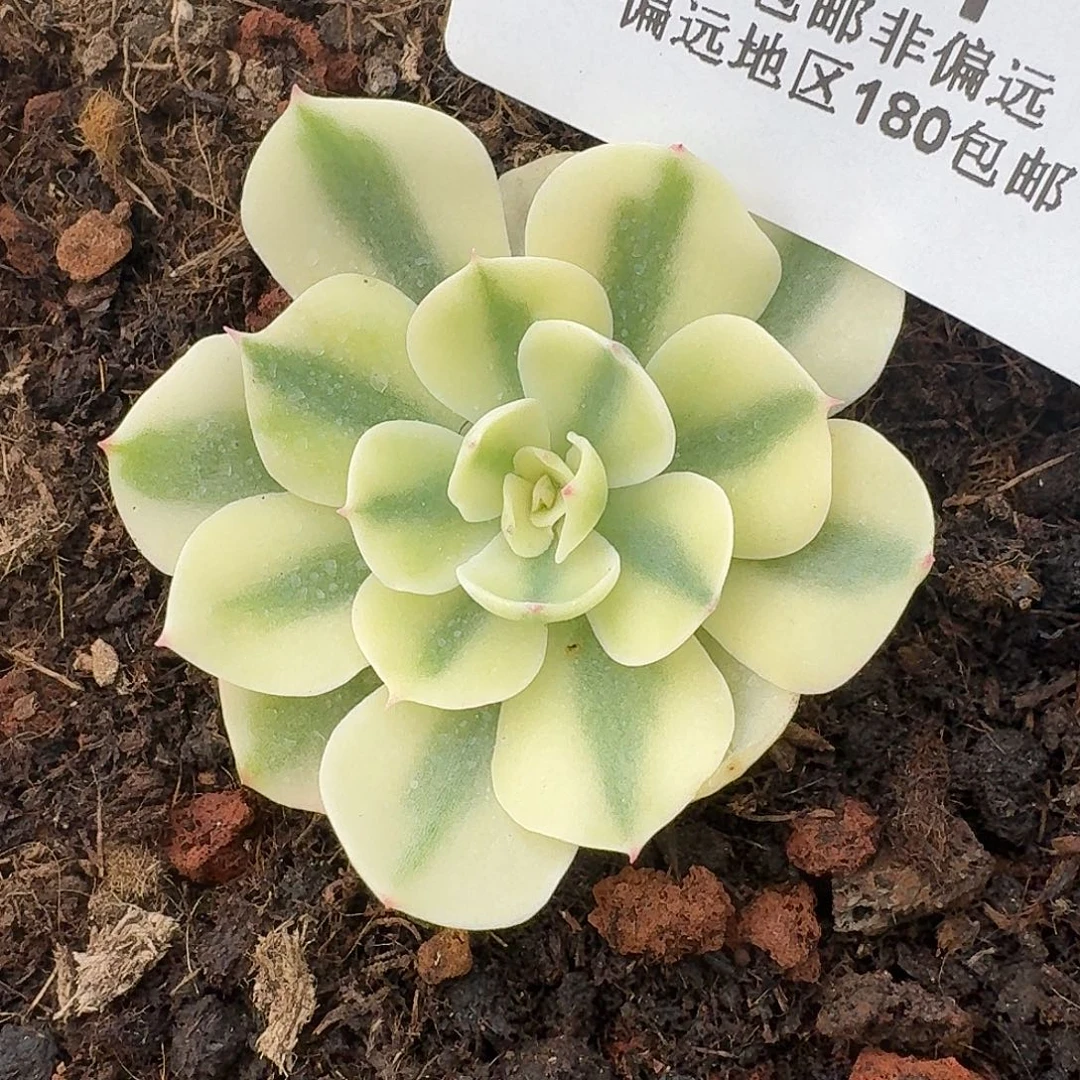 海啸锦覆轮锦福利炸281