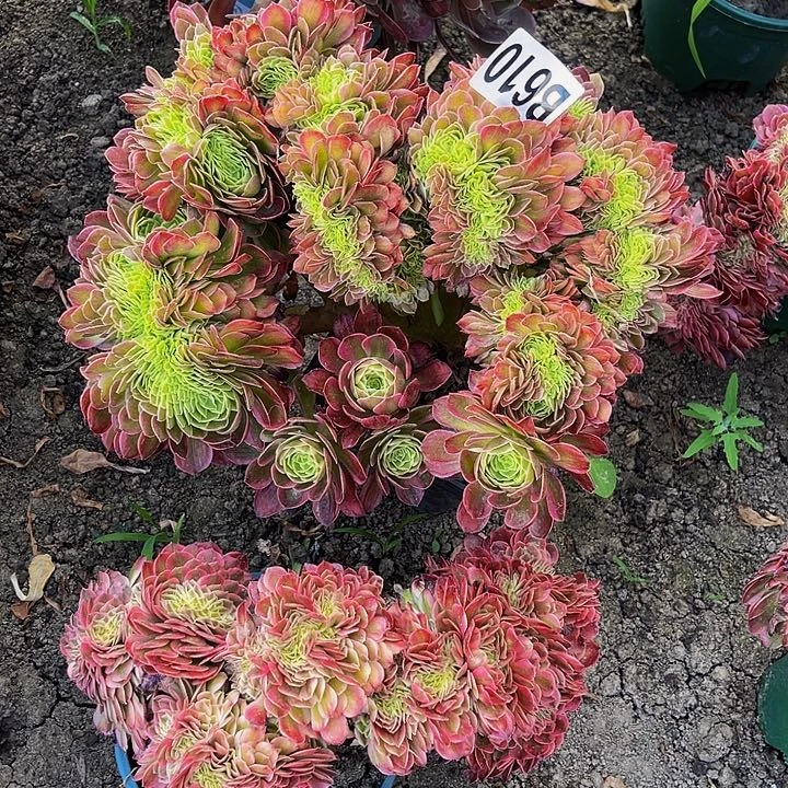 海王法师16—7包邮