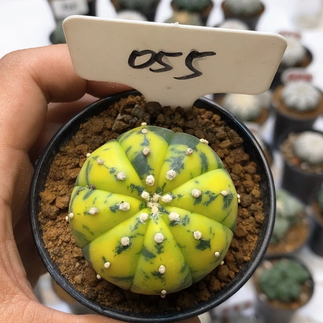 不***爱055福利特价来了哦耶