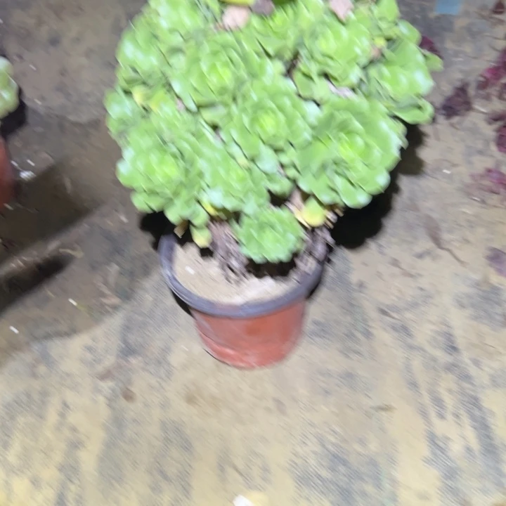 不包断枝法师链接92