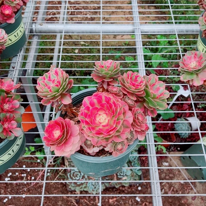 小颗群生荔枝多肉法师