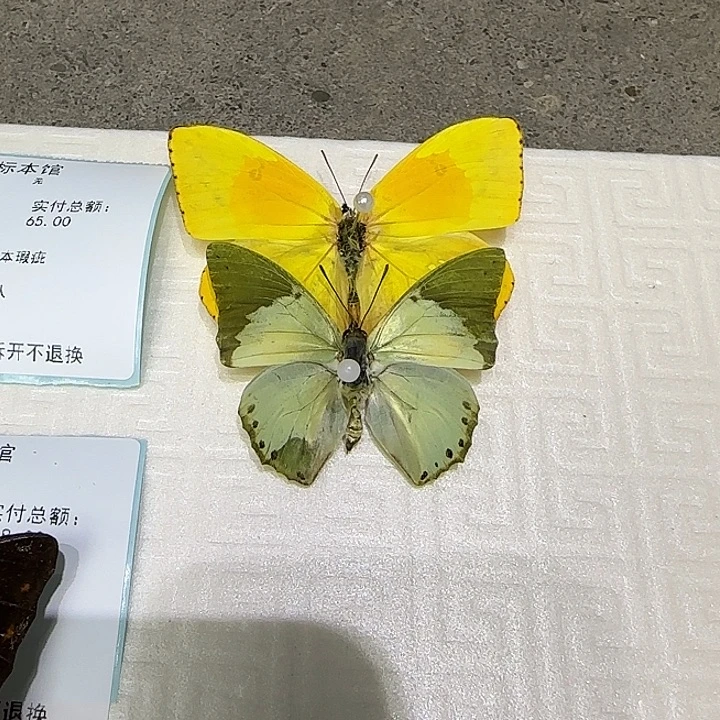 猪***笼两只组合款蝴蝶标本