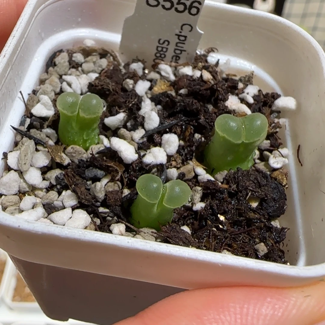 肉锥多肉植物组合-极窗一盆960