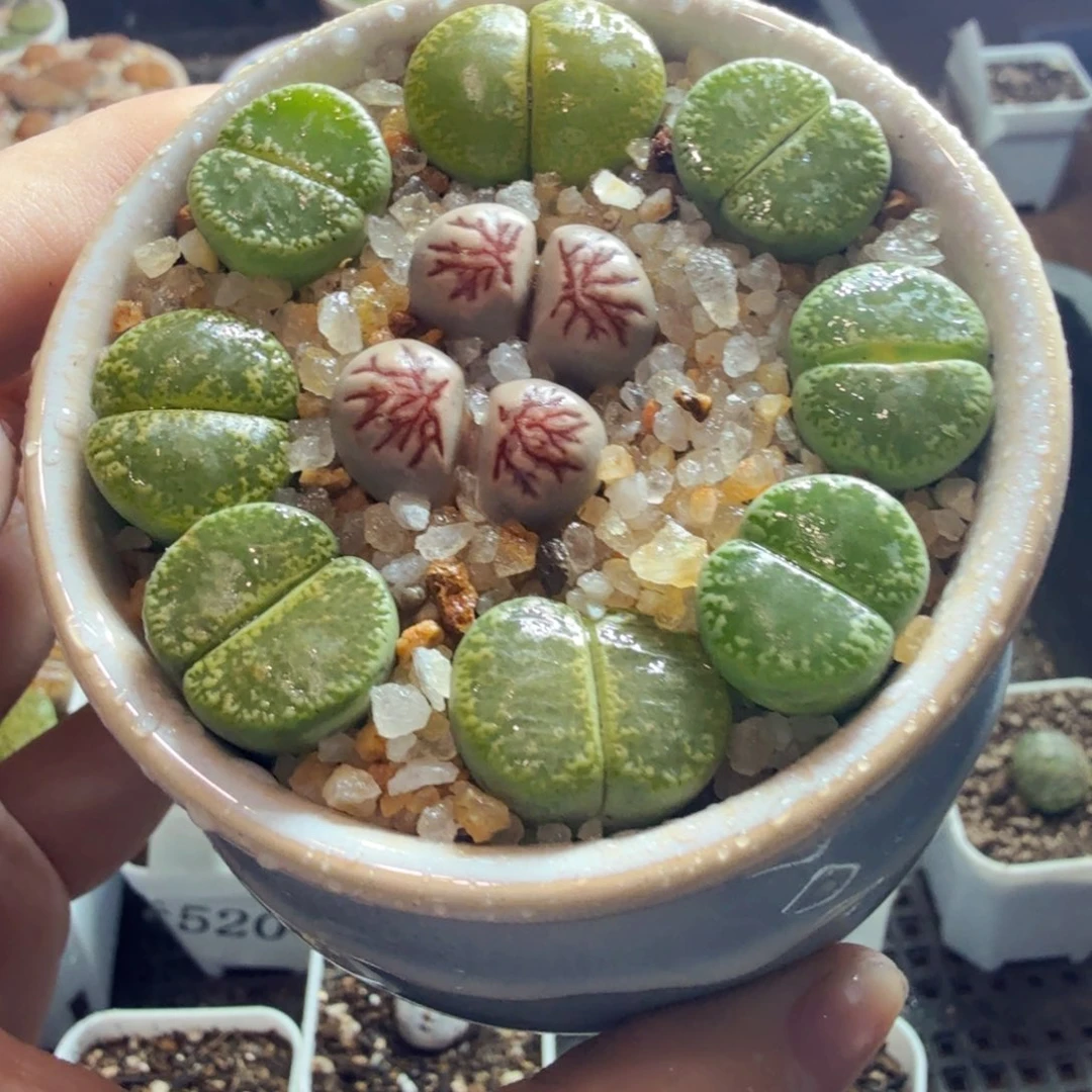 多肉植物的生长发育和生长562