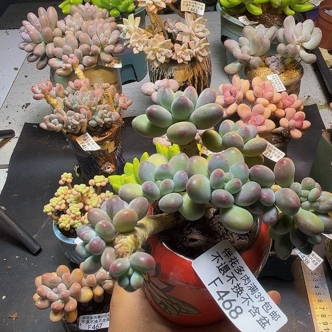 苹果奶酪468/8cm多肉