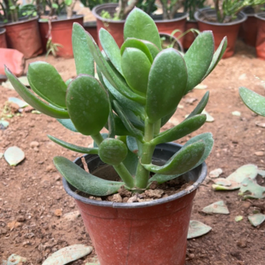 玉树盆栽大叶多肉老桩室内四季常青净化空气好养绿植