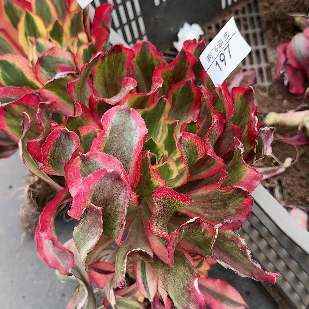 197多肉 魅影法师