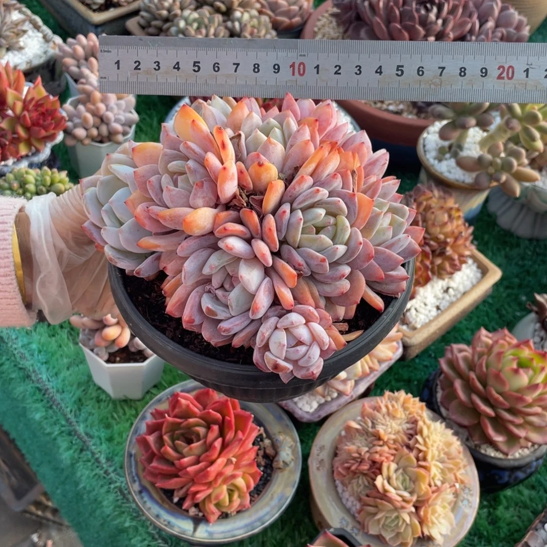 Y***a多肉植物盆栽多肉植物