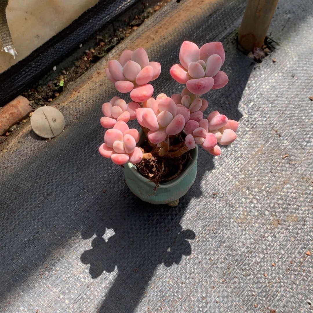 我们就像两块砖都能看到