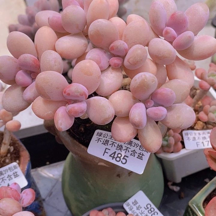 糖果桃蛋老桩12cm485多肉植物
