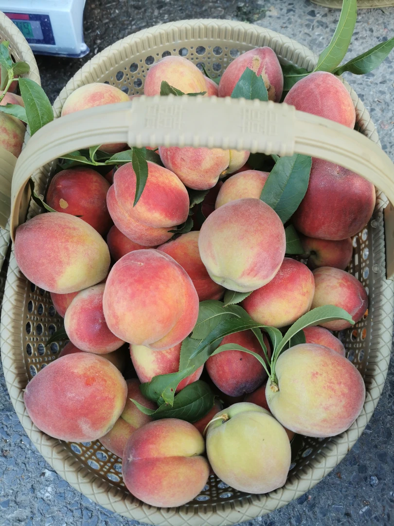 黄桃新鲜现摘当季时令水果脆甜多汁5斤装包邮