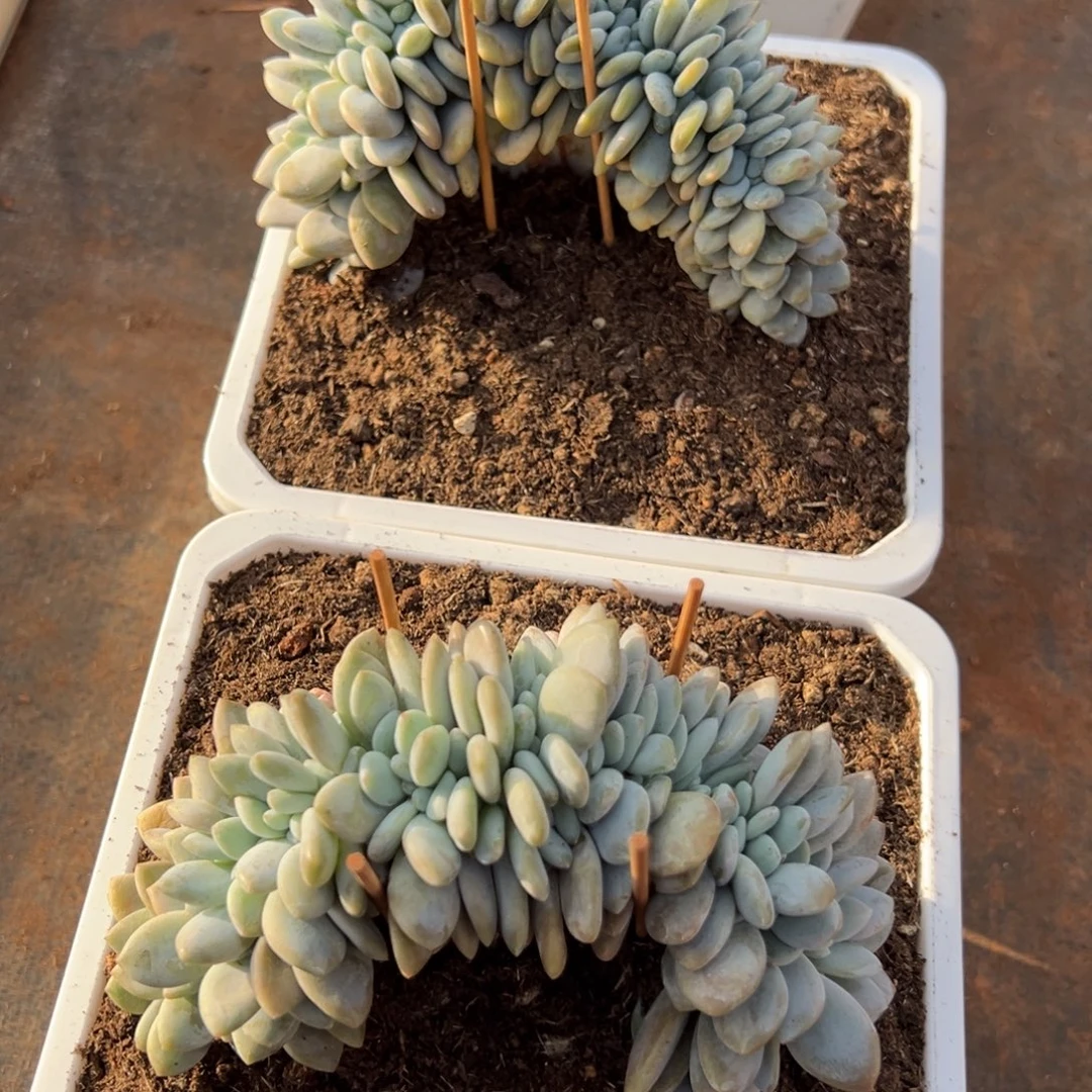 紫***英粉兔2颗多肉植物20