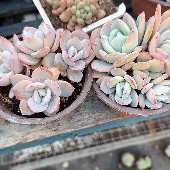 ?****e青蛙王子儿童牙膏111
