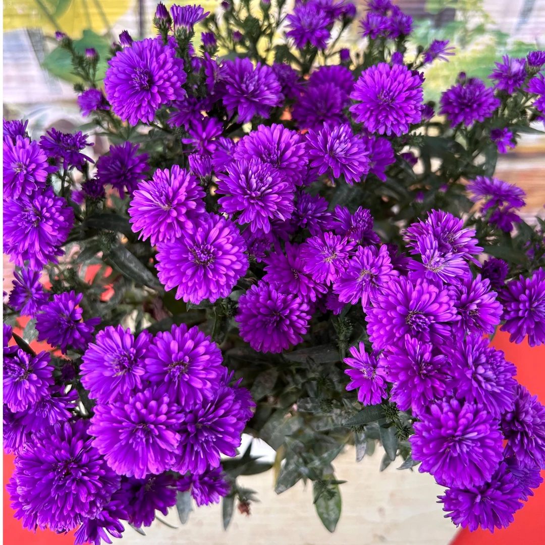 【紫苑雏菊】荷兰菊盆栽耐寒耐热多年生四季开花好养阳台庭院绿植