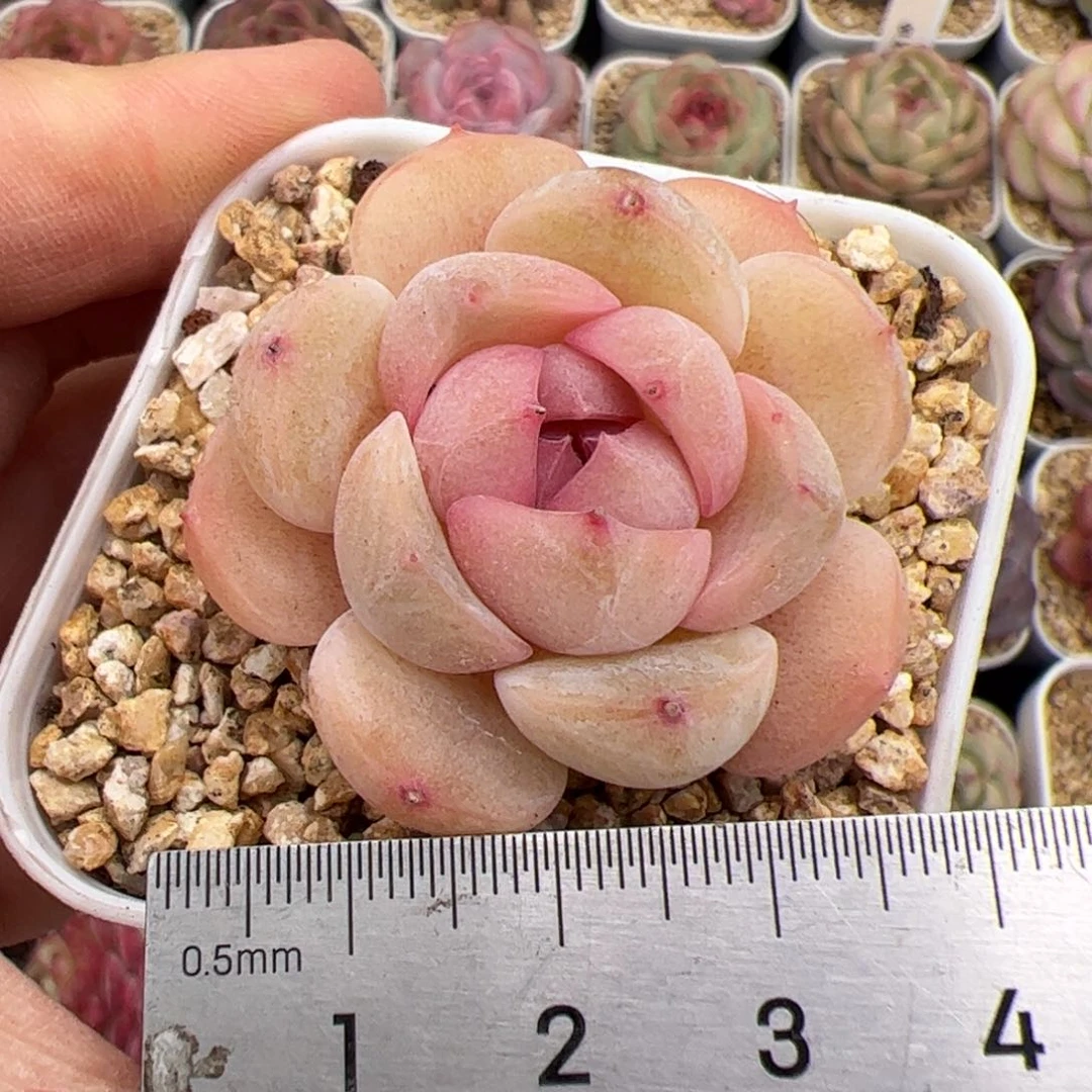 775 多肉植物组合盆栽