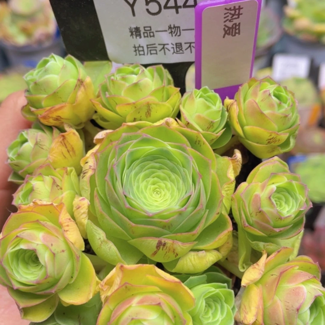 热爱多肉544一物一拍