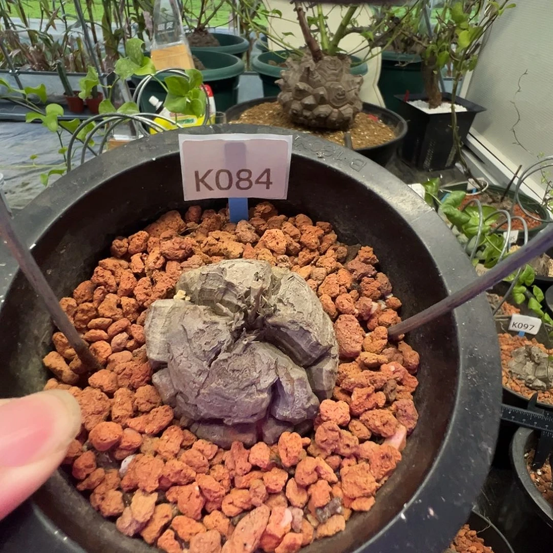 多肉植物专拍 一物一拍 南非龟甲龙084