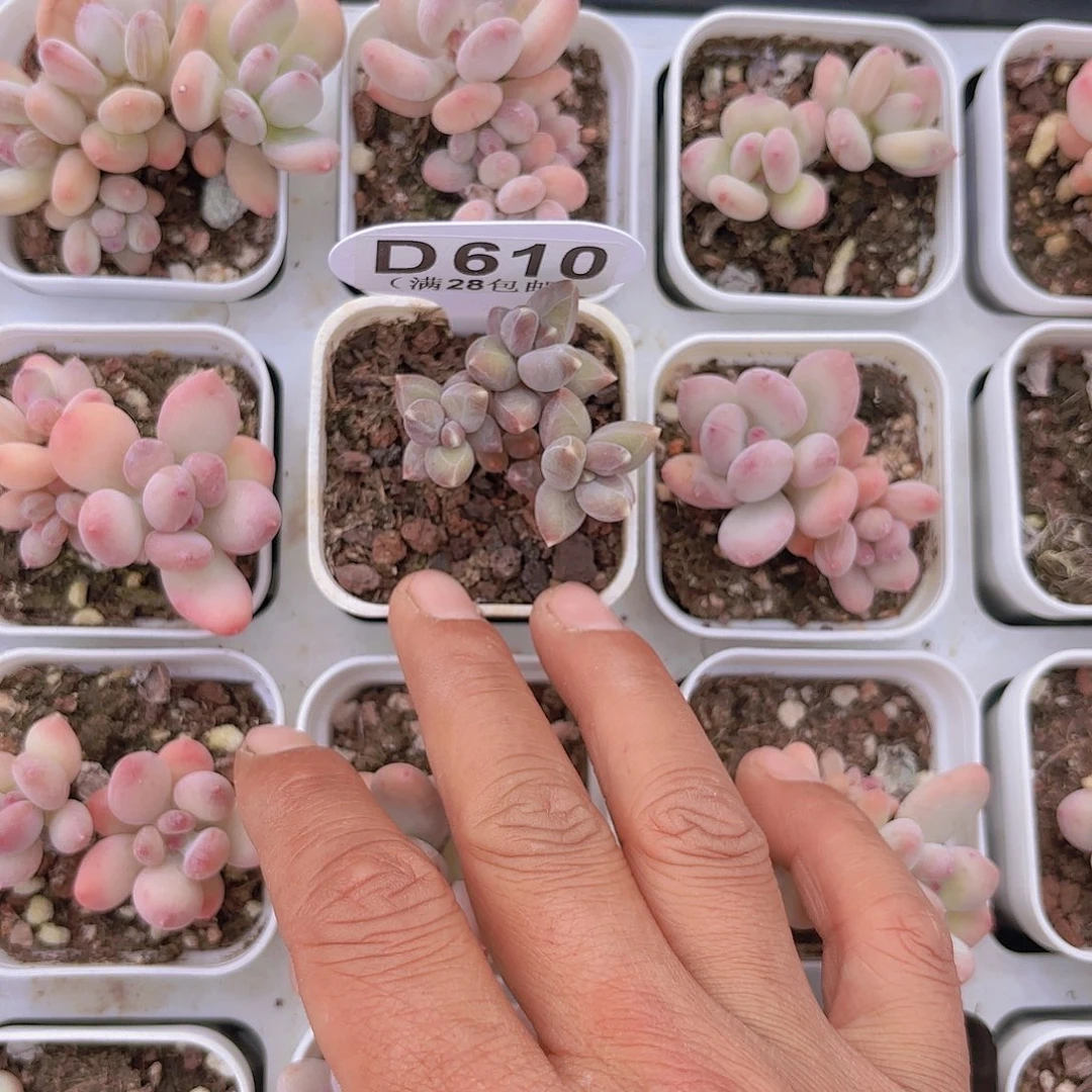 D610乌拉克拉一物一拍