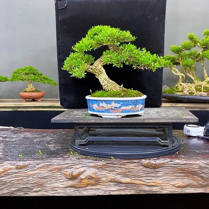 无花朵黄杨盆景四季常青不落叶