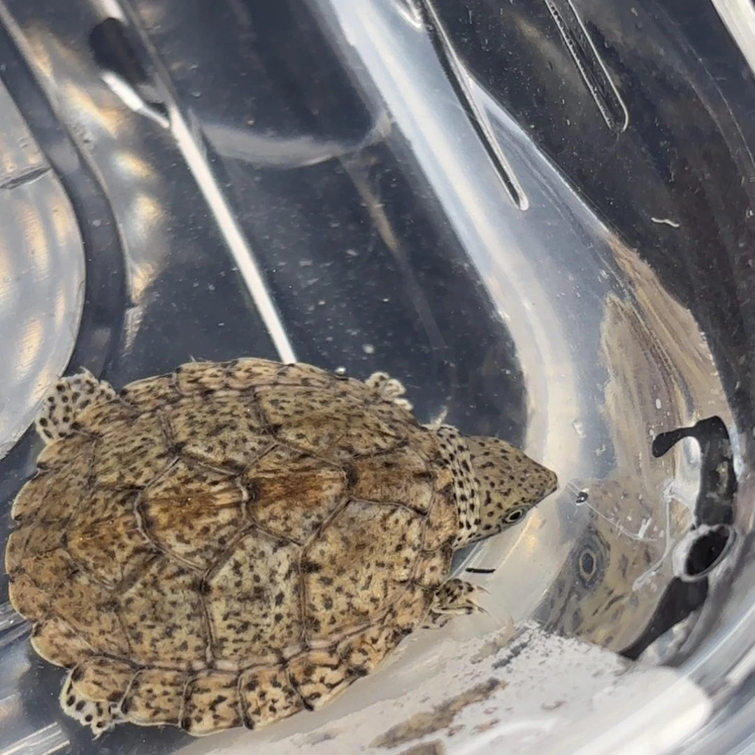 不分公母宠物龟全品黑刀