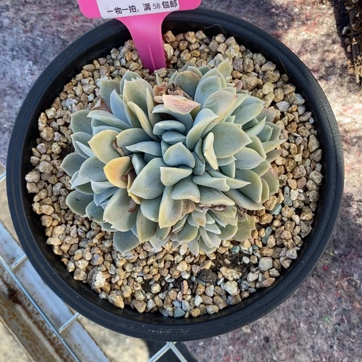 020雪特朵朵缀肉肉肉