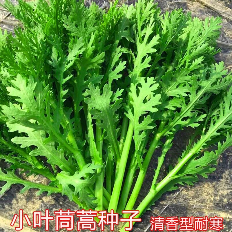 四季道歉种植小叶茼蒿种子农家油菜籽蔬菜萝卜四季油菜籽蔬菜种子