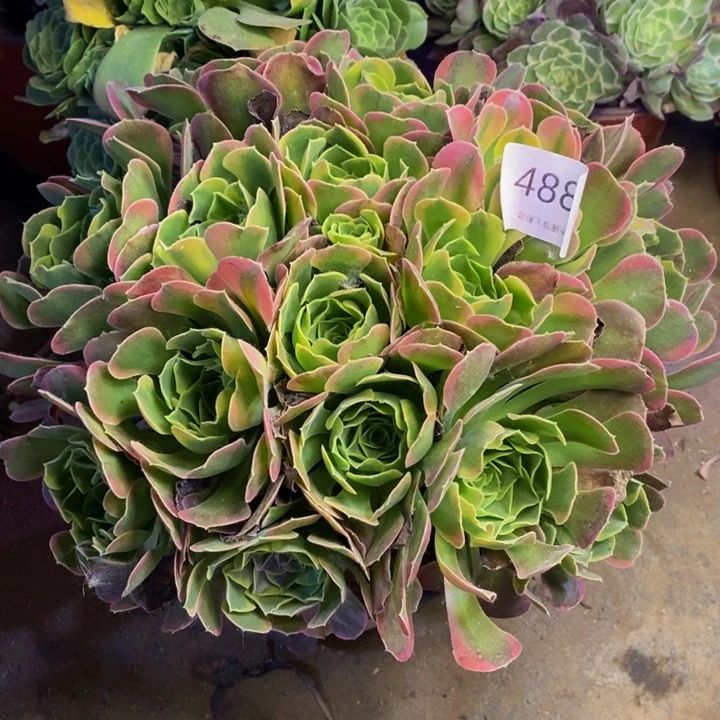 特斯拉多肉断头不包4889