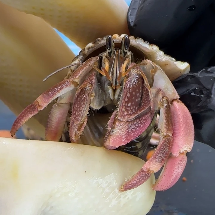 A39紫红粉 灰白1.7cm口径