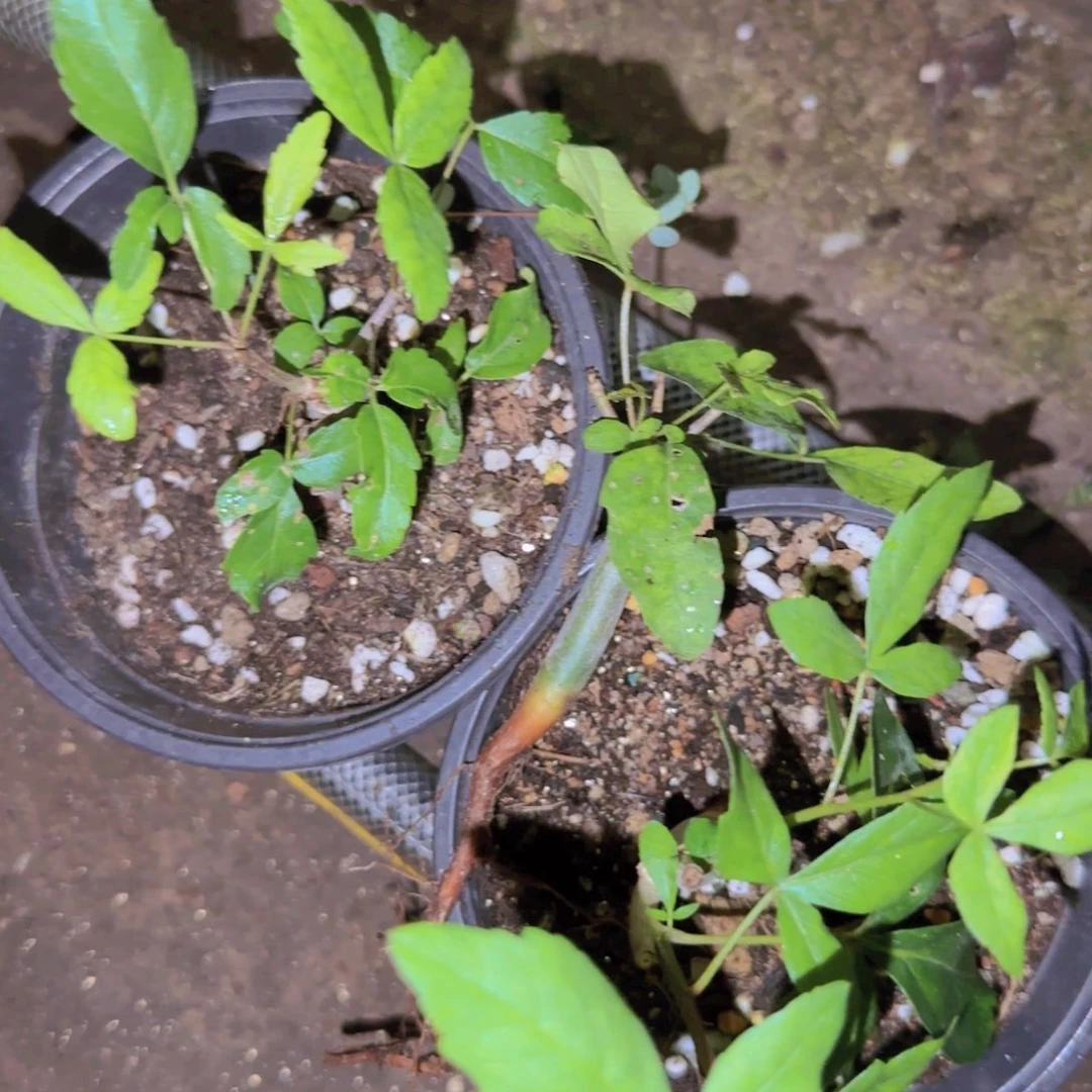 块根植物块根植物
