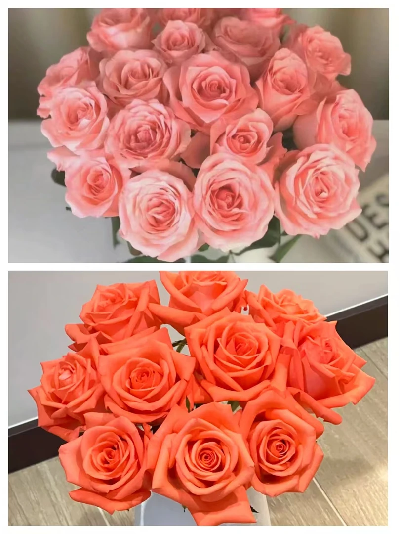 【戴安娜玫瑰】{影星玫瑰}云南优质基地采摘发货